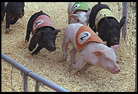 Pig Racing Image